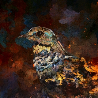 ZORN「マイルドヤンキー」のシングル楽曲ダウンロード｜音楽ランキング